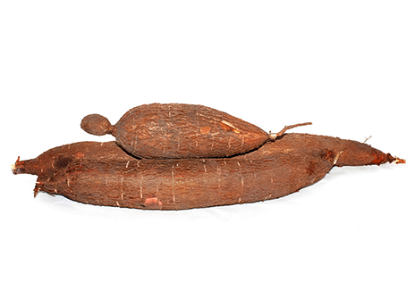 Manioc